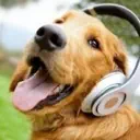 Ответ от пользователя Игорь